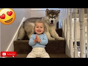 Malamute Pup And Baby Climbing Stairs! (Cutest Combo!)