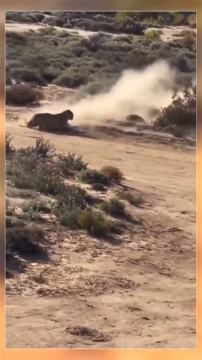 🔥 Cheetah Outruns Prey: Epic Chase & Strategic Wait! 🐆💨 #Shorts