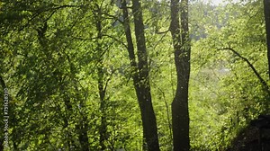 A huge swarm of midge insects flies in the air in the forest thicket in the trees illuminated by the sun. A serene forest scene bathed in gentle sunlight, capturing the essence of spring or early