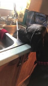 Apparently the kitchen sink is the new place to drink! Player you are such a goofy boy!! Look how big you are!! You're not a puppy anymore are you? | Great Dane Angels