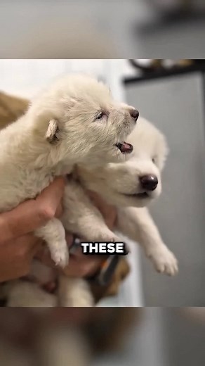 Resurrecting Dire Wolves: From Extinction to Modern Science
