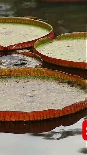 Victoria Amazonica: The GIANT Water Lily!