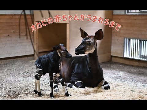 【ズーラシア公式】オカピの赤ちゃんがうまれるまで！