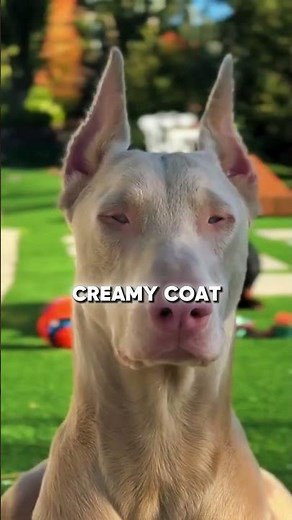 These Doberman Colors Will Surprise You!