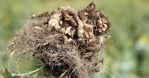 Canola School: Fumigation in the fight against clubroot