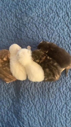 Welcome to our world 🌎 Scottish Cats Cattery Florida | Scottish Cats Cattery Florida