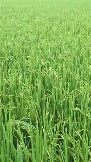 From tiny seeds to golden grains — the journey of rice 🌱✨