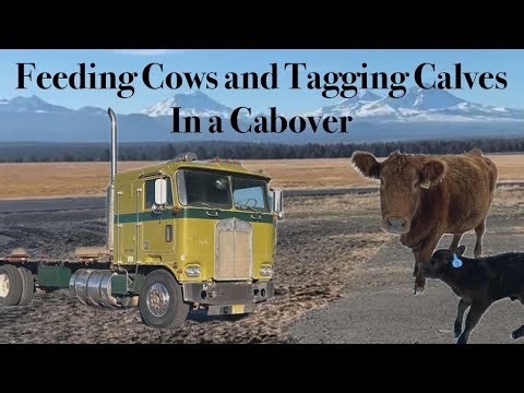 Kenworth cabover feeding cows. |1980 Kenworth cabover project.