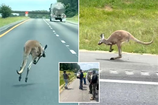 Runaway kangaroo takes cops on wild chase after causing two-car crash in Alabama: ‘I didn’t believe it’