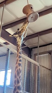 8.7K views · 198 reactions | We’re celebrating World Giraffe Day –...