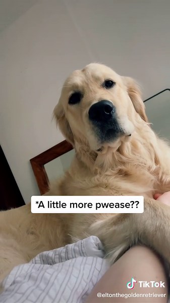 Golden Retriever Tickle Spots