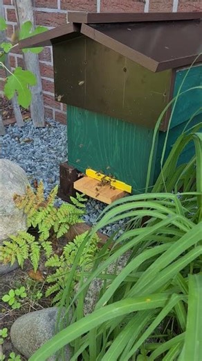 For years I kept local bees in wooden hives according to Warré...