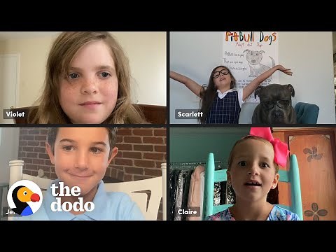 Little Girl Gives Presentation To Her Class About Her Pittie Brother | The Dodo