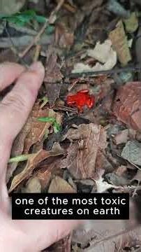 Incredible Species Only Found in the Amazon 🌿😱