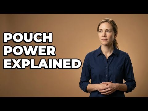 Why Do Some Mammals Have A Pouch?