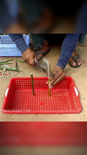 New Unique Bird Trap Made from Two Plastic Baskets | Creative Parrot Trap & Primitive Survival Skill