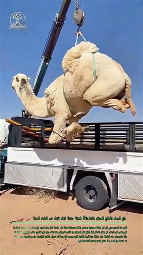 رفع الجمل بالرافع المرفق بالشاحنة: طريقة حديثة لنقل الإبل عبر الطرق البرية