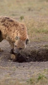 2.5K views · 17 reactions | Female hyenas give birth to litters of...