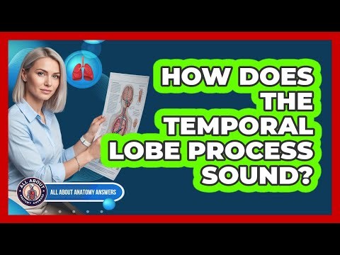 How Does The Temporal Lobe Process Sound?