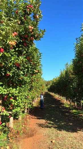 How to Grow Apple Trees: Tips for Planting