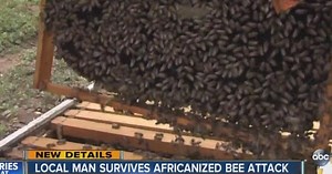 Africanized 'killer' bees attack Ramona man