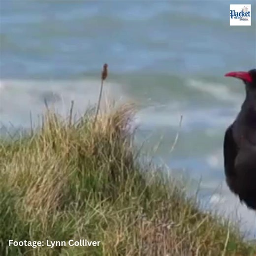 It’s been another successful chough breeding season in Cornwall with more than 100 hatched, for the third year in a row. In total, 129 chough chicks (known as choughlets) have been hatched to 48 breeding pairs. It is positive news for the chough – a bird that is an emblem for Cornwall, even appearing in its coat of arms, but was actually extinct in Cornwall 50 years ago. Read more in the comments 👇 (Footage: Lynn Colliver) | Packet Newspapers