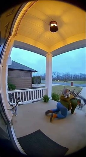 Lemur Ambush at the Doorstep 😱🦫