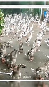 Why duck see towards sky during rain #duck #science #facts #gk #generalknowledge #fact | Facts Too