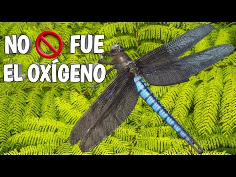 😵 MEGANEURA: We were wrong about its GIGANTISM!