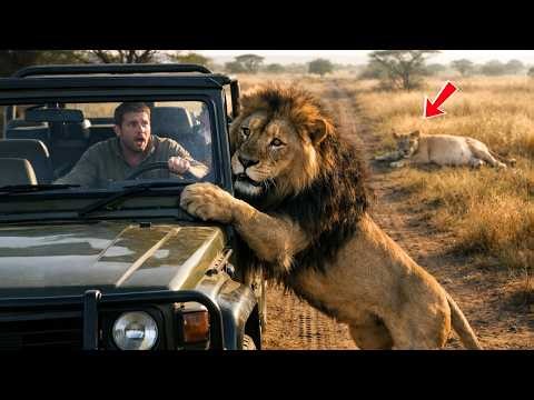 A Male Lion Begs Humans to Save His Pregnant Mate — A Heart-Stopping Rescue