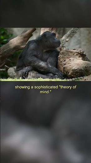 Top 10 Smartest Animals #1 – Chimpanzees Our Smartest Relatives 🧠🐒
