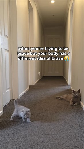 Storm & Emz House Diaries 😼💅🏡 on Instagram: "trying so hard to be brave… but the body says absolutely not 😭 tiny 5 week old kitten with very big feelings. fun fact 🐾 at around 5 weeks old, kittens still don’t have full control over their body language... that dramatic back arch? it’s an automatic reflex tied to fear and excitement, not confidence. their brains are still wiring up, so the body reacts before the bravery catches up 🥹 tiny chaos. pure instinct. zero filter. honestly, same. fol