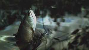 The flooded forest brings the arowana fish closer to the tree tops—and its prey. | National Geographic Animals