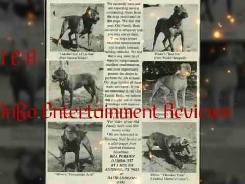 True best pitbull bloodline Red Family Hemphill