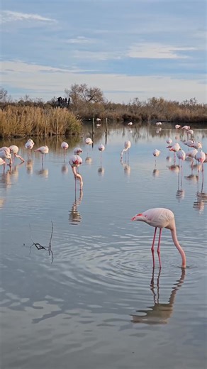 Encore plus de flamants roses en parade ? Rendez-vous au 𝗪𝗘𝗘𝗞-𝗘𝗡𝗗 𝗙𝗟𝗔𝗠𝗔𝗡𝗧 𝗥𝗢𝗦𝗘 🦩 Le vendredi 23 & samedi 24 janvier 2026 au parc ornithologique Pont de Gau. 🚀 Ouverture de la billetterie en ligne ! Nous avons le plaisir de vous annoncer l’ouverture de notre billetterie en ligne du Week-end Flamant rose 2026 qui promet d’être une édition inoubliable… ✨ Cette année, réservez directement en ligne votre accès au Forum des Marques et votre place pour les Ateliers d’initiation phot
