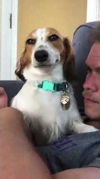 Try Not To Laugh 😂 Funniest Dog Expressions Ever