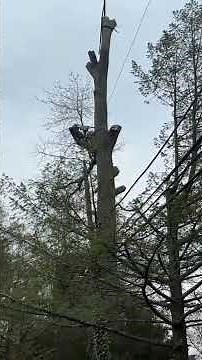 Your Local Tree Removal Specialists – Alpha 1 Tree Experts Inc
