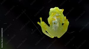 Fleischmann's glass frog body anatomy bottom view. Hyalinobatrachium fleischmanni, the Fleischmann's glass frog or northern glass frog, is a species of frog in the family Centrolenidae.