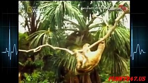 Eagle vs sloth - Animals Attack