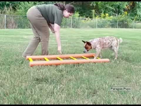 Agility Ladder Training 101