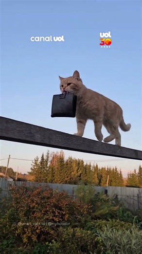 Mão leve em ação! Gato aprende a tirar carteira do bolso do próprio tutor