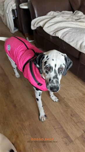 Doggo Shop on Instagram: "Obsessed already 🐶❄️ Just grabbed these winter coats for Ruby & Grayson and we’re so impressed! Super warm, comfy, and the harness is built right in 🙌 No extra layers, no hassle—just clip & go. Even better? 🔥 50% OFF + FREE SHIPPING right now! Don’t wait until the cold really hits—your pup will thank you 🐾 👉 Tap the link in our bio & grab yours today. #DoggoShop #DogWinterWear #DogJacket #BuiltInHarness #WinterDogCoat #DogParents #PupStyle #DogFashion #PetEssential