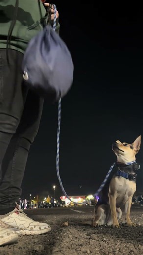 9 mo Mix Breed Bella ~ Best Mixed Breed Trainers ~ Off Leash K9 Training Phoenix