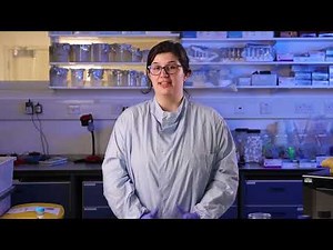 Why Scientists Grow Bacteria on Jelly 🦠 🧫 (Virtual Lab)