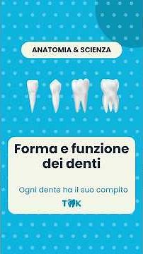 FORMA E FUNZIONE DEI DENTI: Ogni dente ha il suo compito 🦷🔧 | Anatomia & Scienza