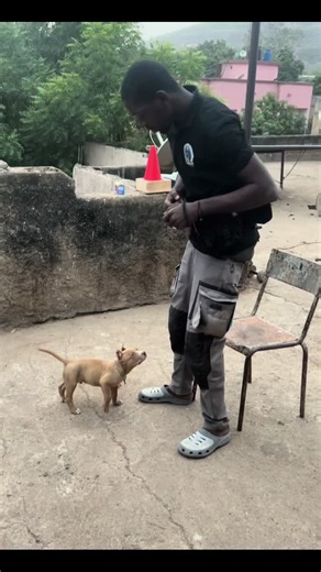 Instructor K9 International: Expert Dog Training