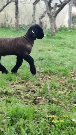 Explorando Quinta do Cabo en Águeda, Portugal