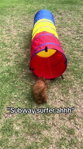 #dog #cavoodle #subwaysurfers #running #puppy