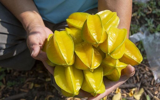 杨桃的一生｜现代农业种植和收获阳桃