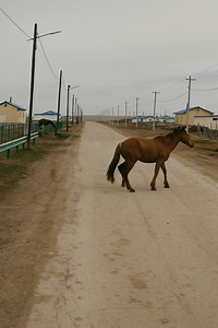 49K views · 161 reactions | Le cheval se tenait au milieu de la rue,...